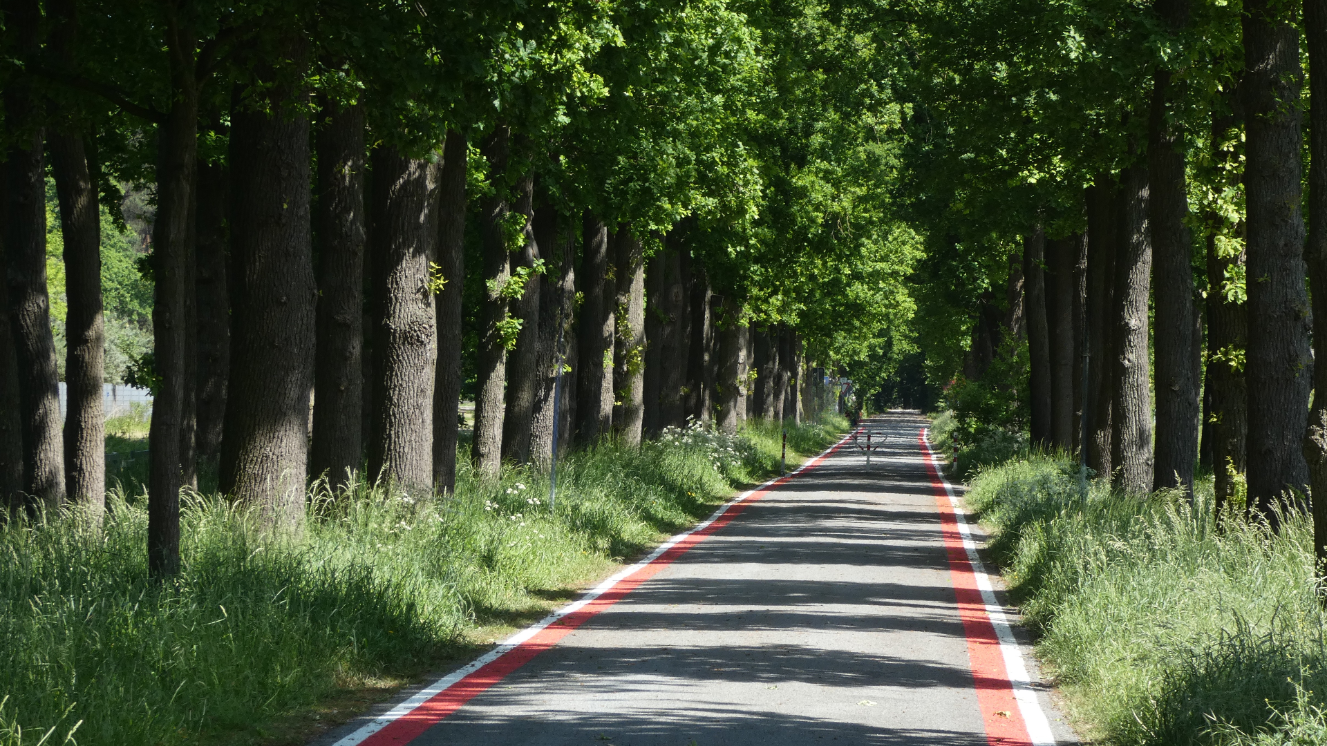 Allee, Allee!